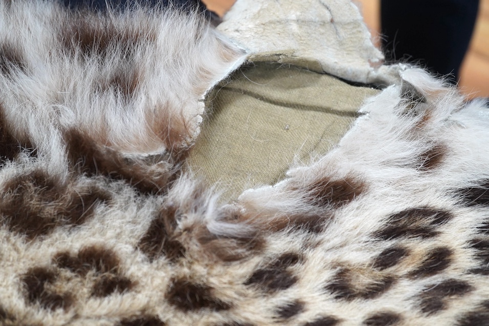 An early 20th century leopard skin rug with taxidermy head by van Ingen and van Ingen, Mysore, makers name stamped to the back, 215cm long. Condition - poor
